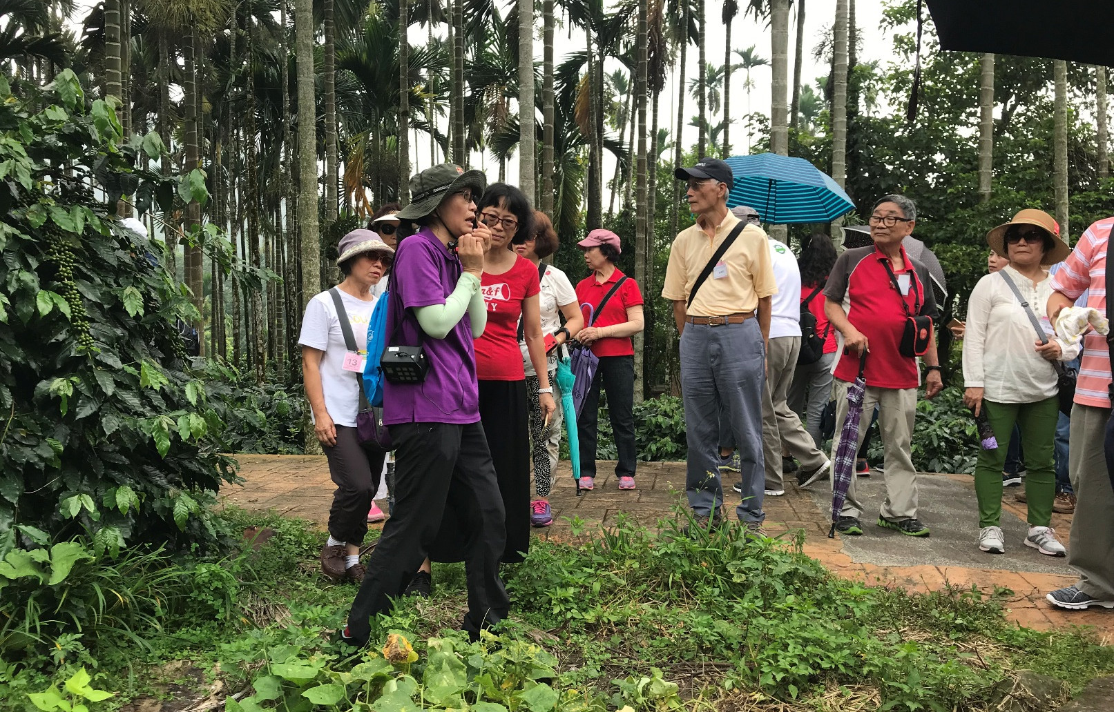華山休閒農業區發展協會僱用年過半百娘子軍(紫衣者)擔任生態導覽員，年服務超過4,000名遊客