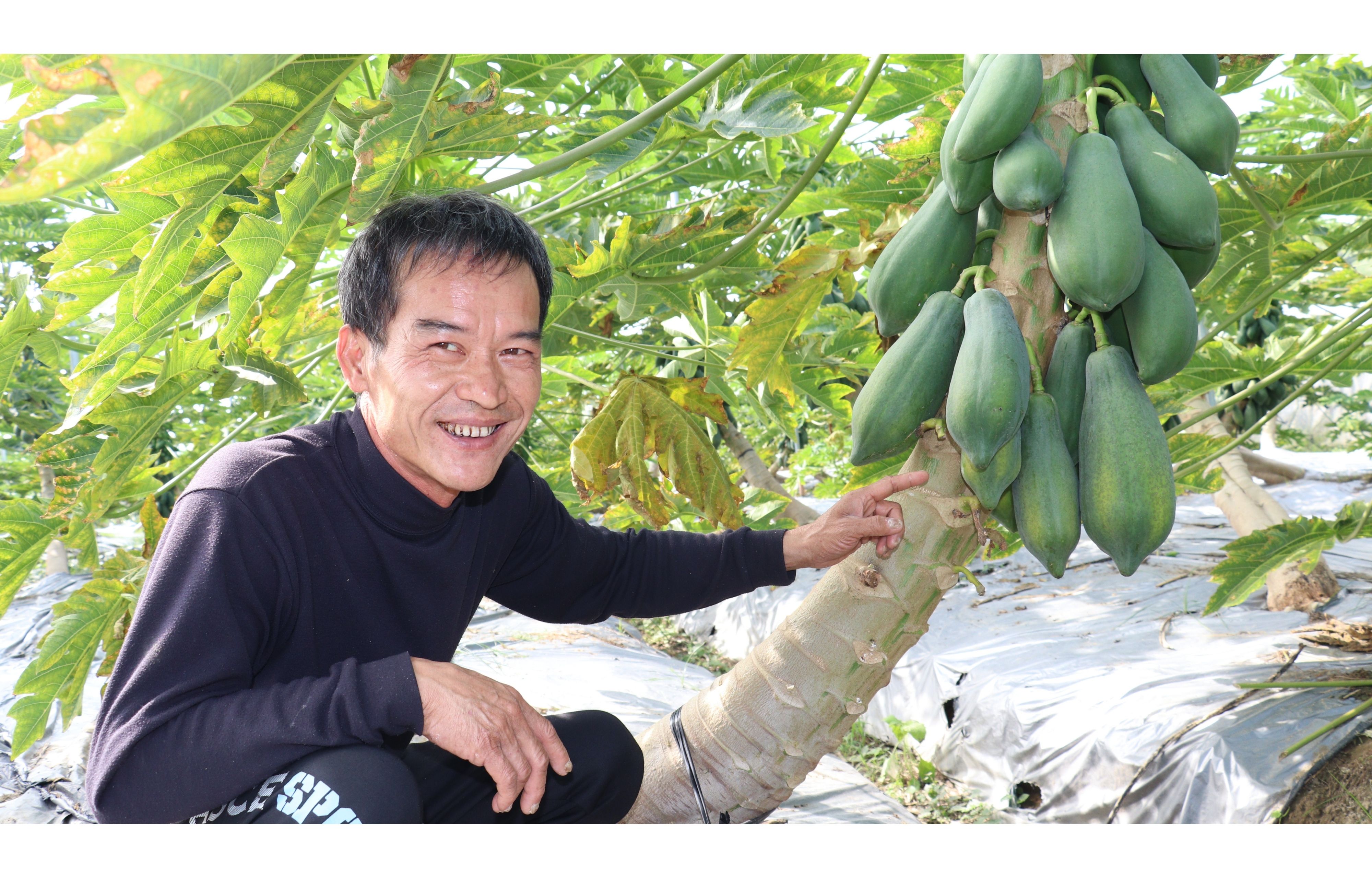 江國堂用有機農法種木瓜，卻遇上病蟲害讓心血付之一炬，幸賴勞動部的微型創業鳳凰貸款度過事業危機。