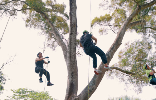 春節期間，遊客可來一場攀樹挑戰，從至高處欣賞湖山美景。